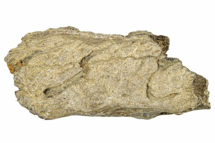 Dinosaur (Triceratops) Frill Shield Section - Montana #330149